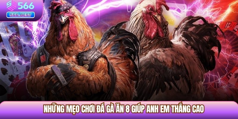 Những mẹo chơi Đá Gà Ăn 8 giúp anh em thắng cao