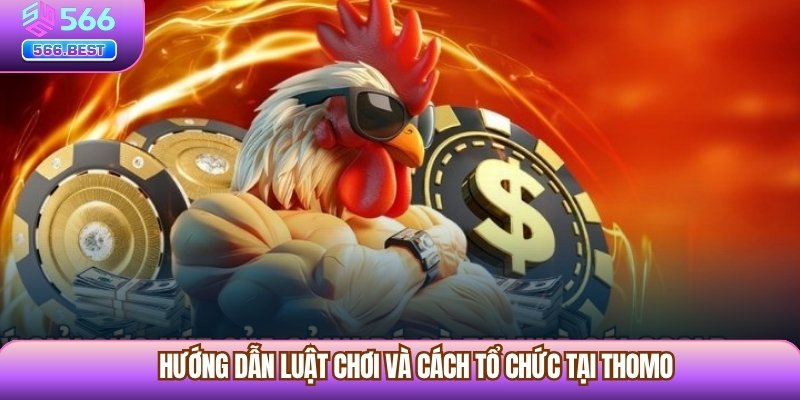 Hướng dẫn luật chơi và cách tổ chức tại Thomo